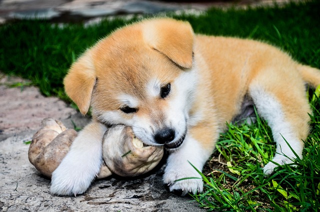 Jak se stanoví například u plemene akita cena